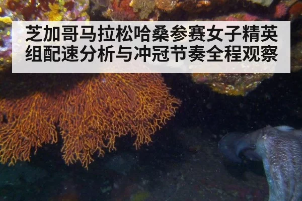 芝加哥马拉松哈桑参赛女子精英组配速分析与冲冠节奏全程观察